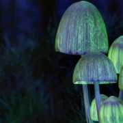 glowing mushrooms