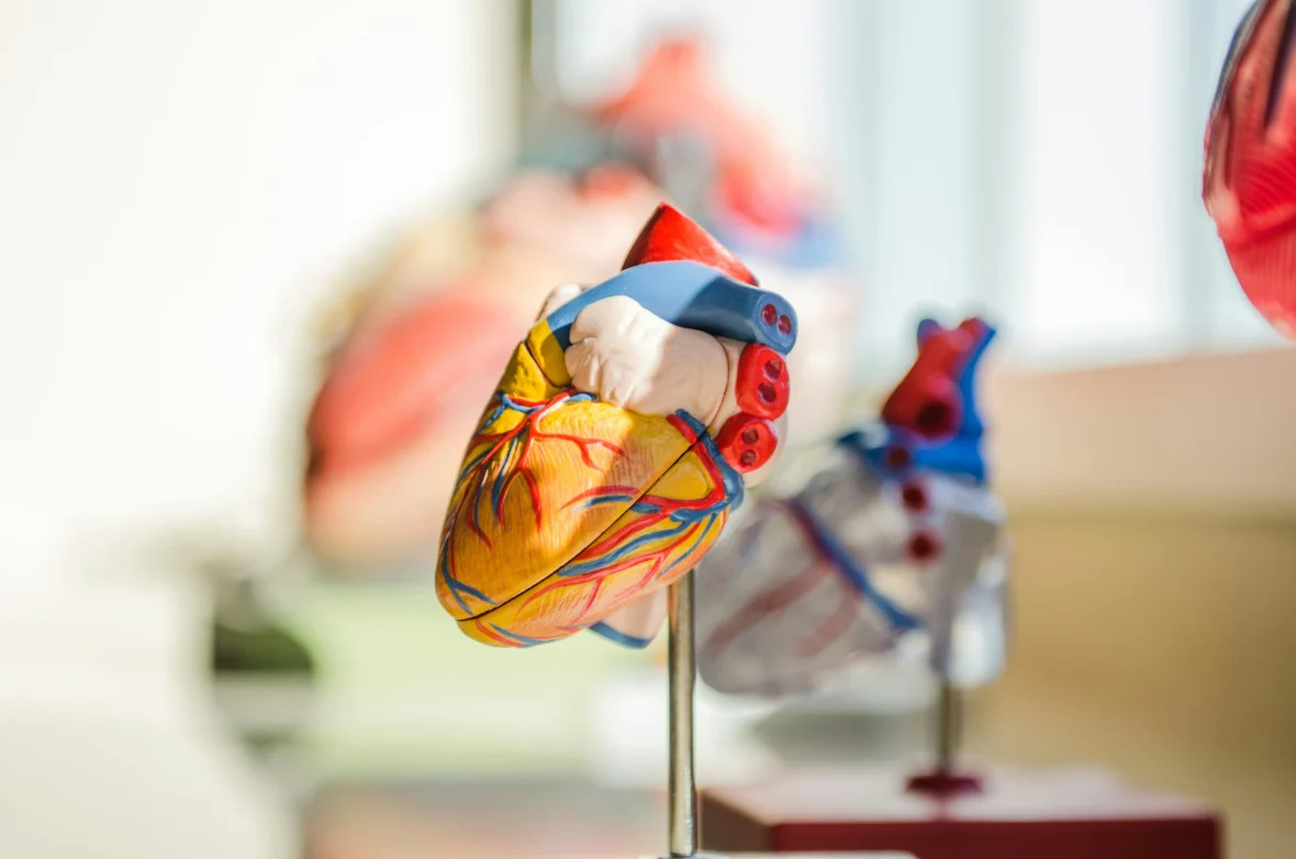 A 3d model of a heart.