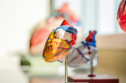A 3d model of a heart.