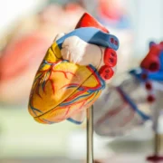 A 3d model of a heart.