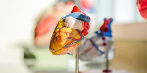 A 3d model of a heart.