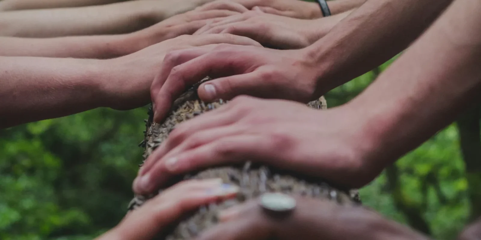 hands on a tree/wellness/community