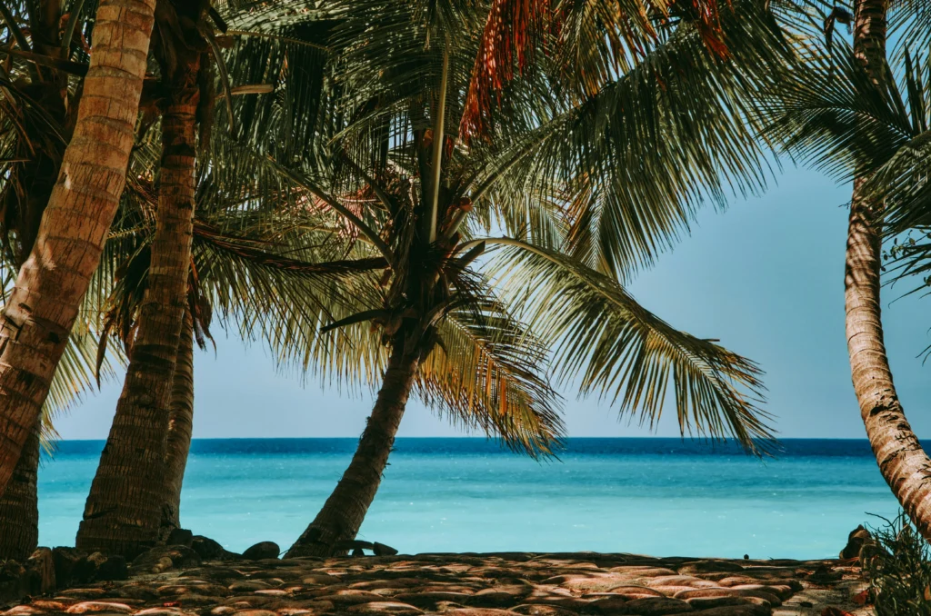 tropical paradise / beach / palm tree